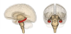 Lóbulo temporal medial (en rojo) estructura involucrada en la memoria episódica, principalmente lingüística. 